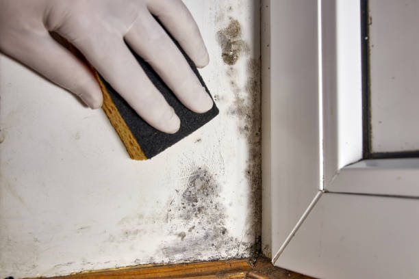 Best Mold Removal for HVAC Installations  in USA